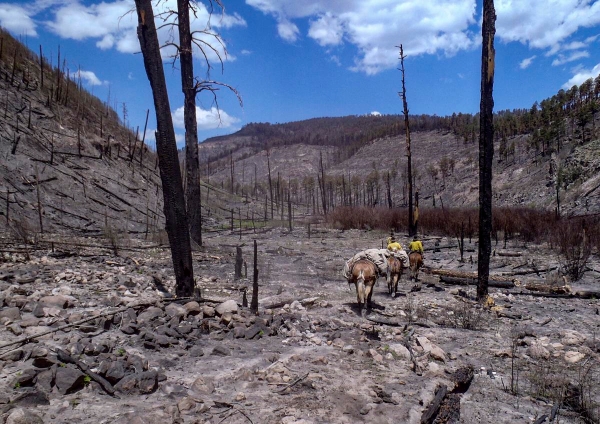 man on horse rides through fire-ravaged forest